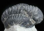Bargain, Gerastos Trilobite Fossil - Morocco #57626-1
